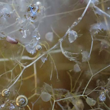 Utricularia inflata \ Aufgeblasener Wasserschlauch / Swollen Bladderwort, D Babensham 10.8.2025