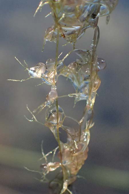 Utricularia inflata \ Aufgeblasener Wasserschlauch / Swollen Bladderwort, D Babensham 10.8.2025