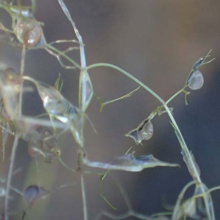 Utricularia inflata \ Aufgeblasener Wasserschlauch / Swollen Bladderwort, D Babensham 10.8.2025