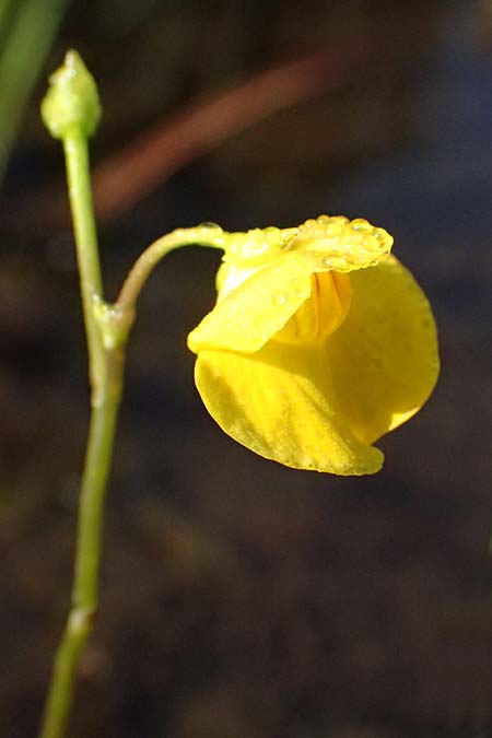 Utricularia intermedia \ Mittlerer Wasserschlauch, Flacher Wasserschlauch / Flat-Leaf Bladderwort, D Grafenau 12.8.2015