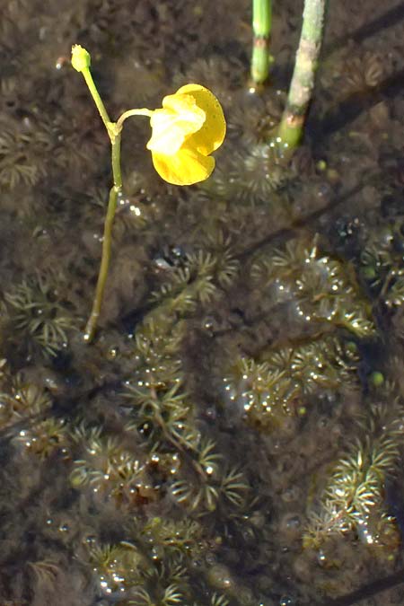 Utricularia intermedia \ Mittlerer Wasserschlauch, Flacher Wasserschlauch / Flat-Leaf Bladderwort, D Grafenau 12.8.2015