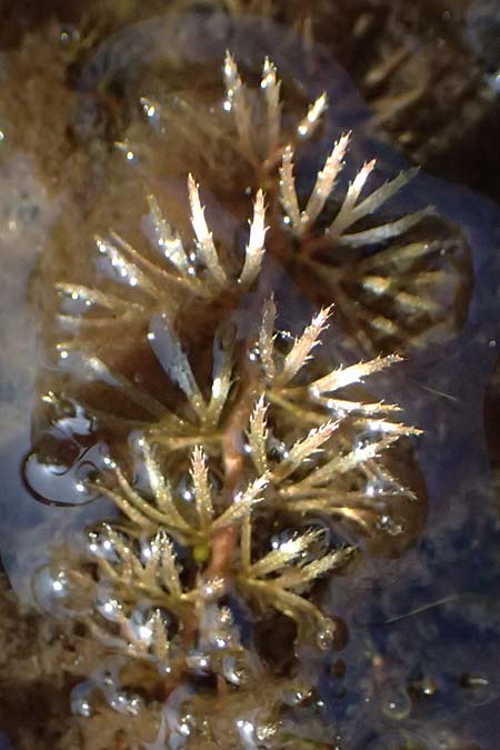 Utricularia intermedia \ Mittlerer Wasserschlauch, Flacher Wasserschlauch / Flat-Leaf Bladderwort, D Grafenau 12.8.2015