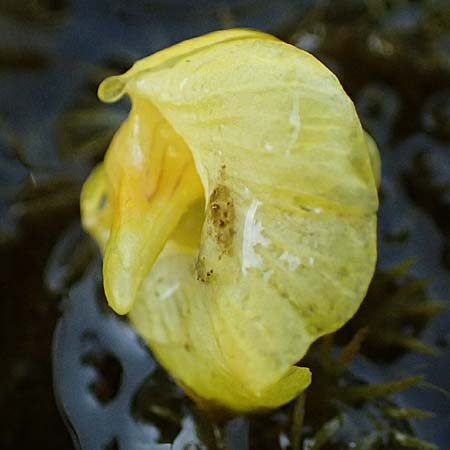 Utricularia intermedia \ Mittlerer Wasserschlauch, Flacher Wasserschlauch / Flat-Leaf Bladderwort, D Grafenau 12.8.2015