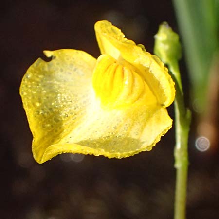 Utricularia intermedia \ Mittlerer Wasserschlauch, Flacher Wasserschlauch / Flat-Leaf Bladderwort, D Grafenau 12.8.2015