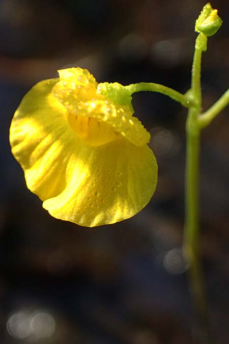 Utricularia intermedia \ Mittlerer Wasserschlauch, Flacher Wasserschlauch / Flat-Leaf Bladderwort, D Grafenau 12.8.2015