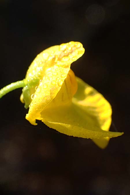 Utricularia intermedia \ Mittlerer Wasserschlauch, Flacher Wasserschlauch / Flat-Leaf Bladderwort, D Grafenau 12.8.2015