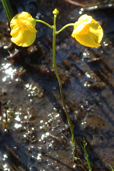 Utricularia intermedia \ Mittlerer Wasserschlauch, Flacher Wasserschlauch / Flat-Leaf Bladderwort, D Grafenau 12.8.2015