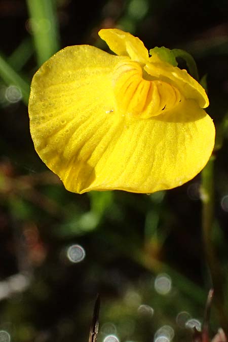 Utricularia intermedia \ Mittlerer Wasserschlauch, Flacher Wasserschlauch / Flat-Leaf Bladderwort, D Grafenau 12.8.2015