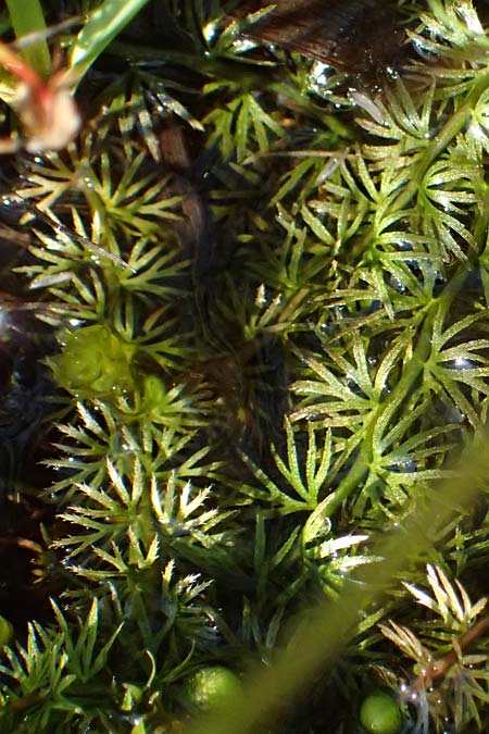 Utricularia intermedia \ Mittlerer Wasserschlauch, Flacher Wasserschlauch / Flat-Leaf Bladderwort, D Grafenau 12.8.2015