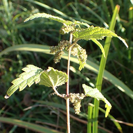 Urtica kioviensis \ R�hricht-Brenn-Nessel, Ukrainische Brenn-Nessel / Kievan Nettle, D Berlin-Charlottenburg 30.10.2017