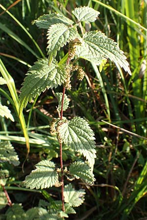 Urtica kioviensis \ R�hricht-Brenn-Nessel, Ukrainische Brenn-Nessel / Kievan Nettle, D Berlin-Charlottenburg 30.10.2017