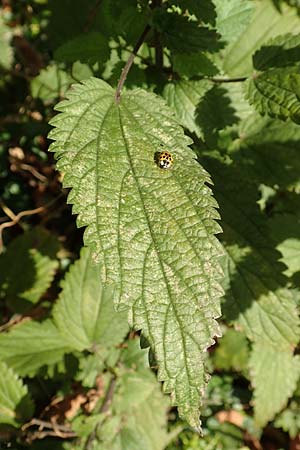 Urtica kioviensis \ R�hricht-Brenn-Nessel, Ukrainische Brenn-Nessel / Kievan Nettle, D Berlin-Charlottenburg 30.10.2017