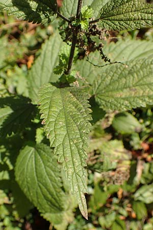 Urtica kioviensis \ R�hricht-Brenn-Nessel, Ukrainische Brenn-Nessel / Kievan Nettle, D Berlin-Charlottenburg 30.10.2017
