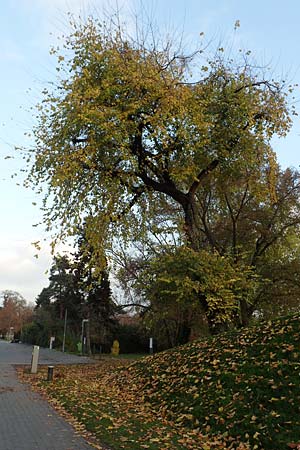 Ulmus laevis \ Flatter-Ulme / European White Elm, Russian Elm, D Lorsch 12.11.2016