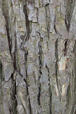 Ulmus laevis \ Flatter-Ulme / European White Elm, Russian Elm, D Bensheim 7.4.2018