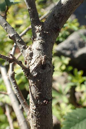 Ulmus laevis \ Flatter-Ulme / European White Elm, Russian Elm, D Sachsen-Anhalt, Havelberg 18.9.2020