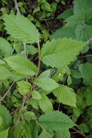 Ulmus laevis \ Flatter-Ulme / European White Elm, Russian Elm, D Mannheim 29.4.2021