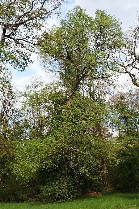 Ulmus laevis \ Flatter-Ulme / European White Elm, Russian Elm, D Mannheim 29.4.2021