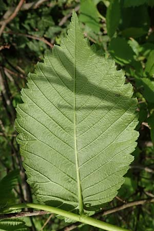 Ulmus laevis \ Flatter-Ulme / European White Elm, Russian Elm, D Mannheim 29.4.2021