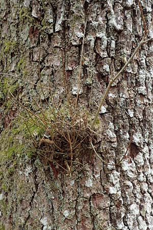 Ulmus laevis \ Flatter-Ulme / European White Elm, Russian Elm, D Mudau 23.4.2023