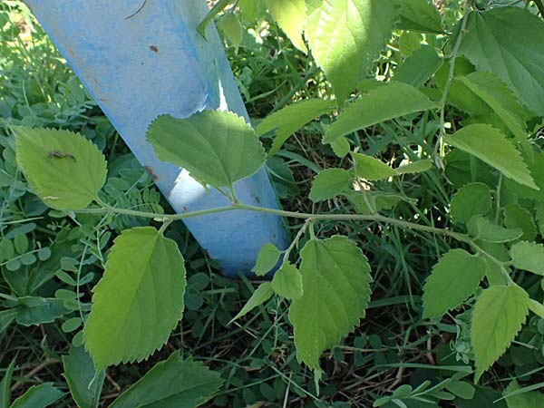 Celtis australis \ Europ�ischer Z�rgelbaum, S�dlicher Z�rgelbaum / European Nettle Tree, D Mannheim 10.9.2023