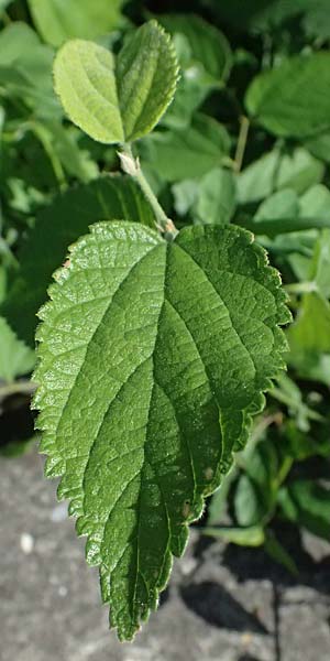 Celtis australis \ Europ�ischer Z�rgelbaum, S�dlicher Z�rgelbaum / European Nettle Tree, D Mannheim 10.9.2023
