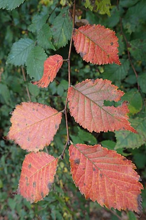 Ulmus minor \ Feld-Ulme / Small-Leaved Elm, D Ketsch 7.10.2015