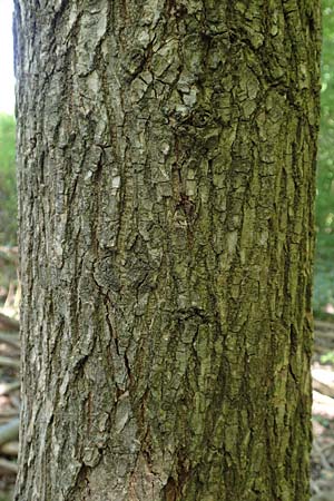 Ulmus minor \ Feld-Ulme / Small-Leaved Elm, D Mannheim 6.5.2016