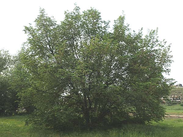 Ulmus minor \ Feld-Ulme / Small-Leaved Elm, D Mannheim 12.5.2016