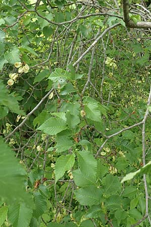 Ulmus minor \ Feld-Ulme / Small-Leaved Elm, D Mannheim 12.5.2016