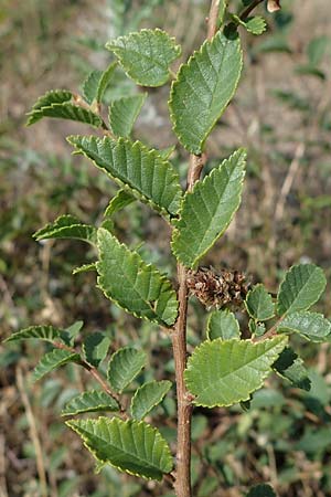 Ulmus minor \ Feld-Ulme / Small-Leaved Elm, D Ludwigshafen 21.7.2022