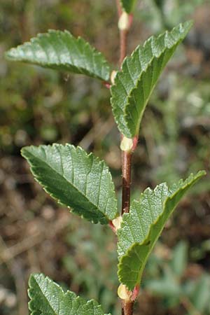Ulmus minor \ Feld-Ulme / Small-Leaved Elm, D Ludwigshafen 21.7.2022