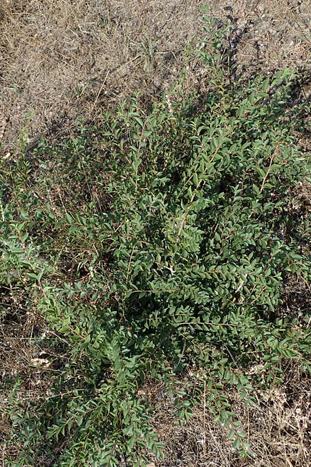 Ulmus minor \ Feld-Ulme / Small-Leaved Elm, D Ludwigshafen 21.7.2022