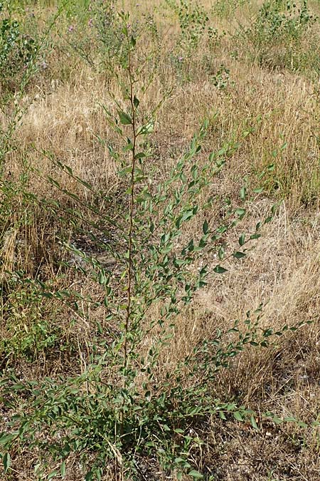 Ulmus minor \ Feld-Ulme / Small-Leaved Elm, D Ludwigshafen 21.7.2022