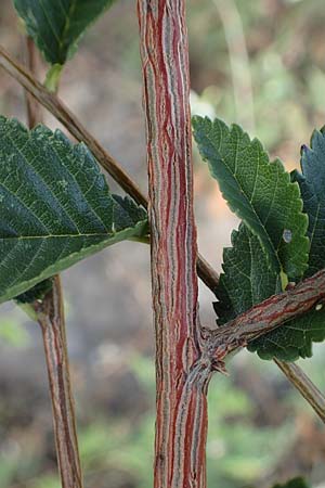 Ulmus minor \ Feld-Ulme / Small-Leaved Elm, D Ludwigshafen 21.7.2022