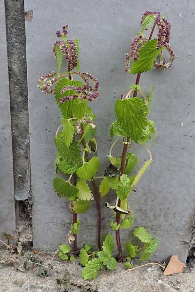 Urtica membranacea \ Geschw&auml;nzte Brenn-Nessel / Large-Leaved Nettle, D Ludwigshafen 4.3.2023