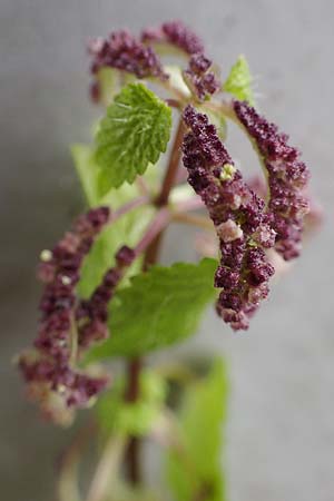 Urtica membranacea \ Geschw&auml;nzte Brenn-Nessel / Large-Leaved Nettle, D Ludwigshafen 4.3.2023