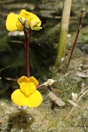 Utricularia neglecta \ Verkannter Wasserschlauch / Bladderwort, D R&ouml;merberg 29.6.2024
