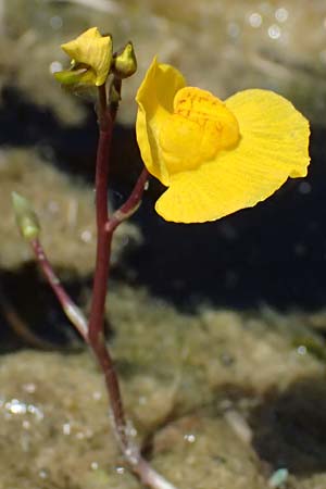 Utricularia neglecta \ Verkannter Wasserschlauch / Bladderwort, D R&ouml;merberg 15.7.2024