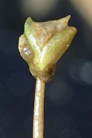 Utricularia neglecta \ Verkannter Wasserschlauch / Bladderwort, D R&ouml;merberg 15.7.2024