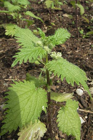 Urtica pilulifera \ Pillen-Brenn-Nessel / Roman Nettle, D Botan. Gar.  Universit.  Heidelberg 22.5.2007