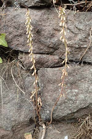 Umbilicus rupestris \ H&auml;ngendes Nabelkraut / Navelwort, D Ettlingen 26.6.2016