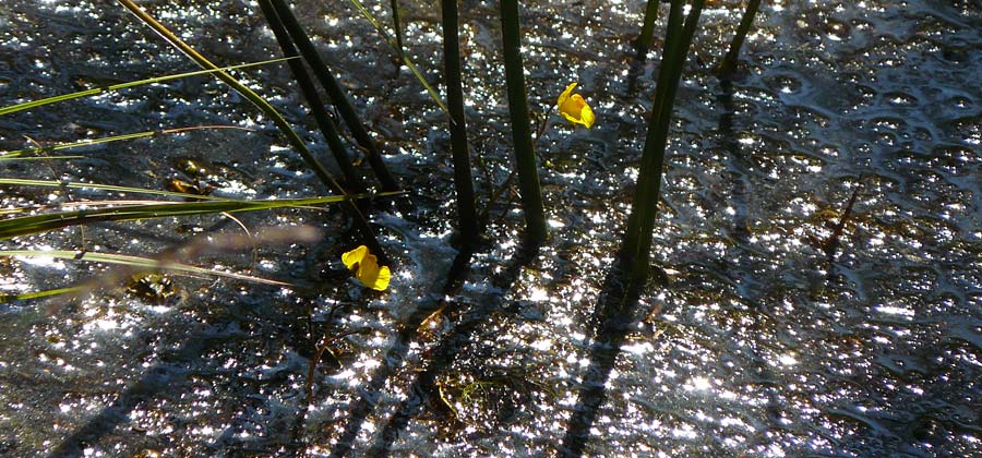 Utricularia stygia \ Dunkelgelber Wasserschlauch / Northern Bladderwort, Arctic Bladderwort, D Oberpfalz, Roding 14.8.2014