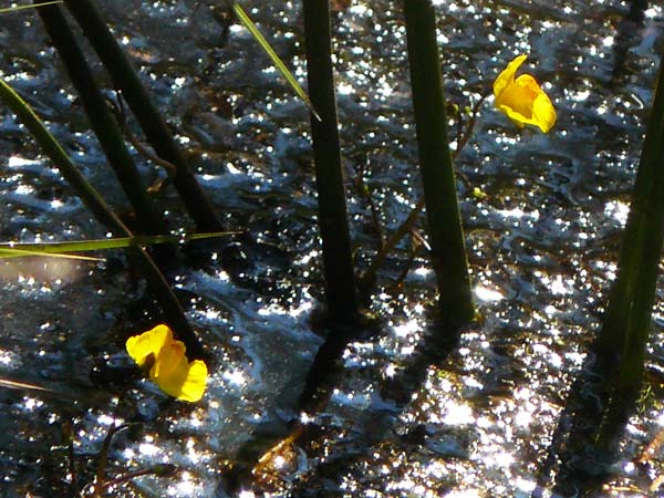 Utricularia stygia \ Dunkelgelber Wasserschlauch / Northern Bladderwort, Arctic Bladderwort, D Oberpfalz, Roding 14.8.2014