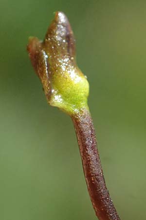 Utricularia stygia \ Dunkelgelber Wasserschlauch / Northern Bladderwort, Arctic Bladderwort, D Oberpfalz, Roding 14.8.2014