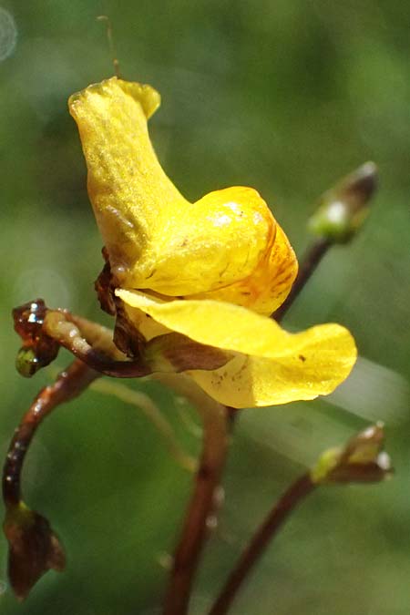 Utricularia stygia \ Dunkelgelber Wasserschlauch / Northern Bladderwort, Arctic Bladderwort, D Oberpfalz, Roding 14.8.2014