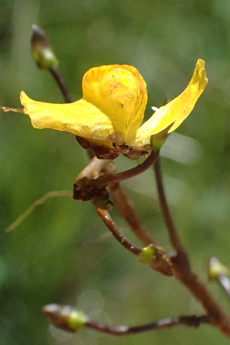 Utricularia stygia \ Dunkelgelber Wasserschlauch / Northern Bladderwort, Arctic Bladderwort, D Oberpfalz, Roding 14.8.2014