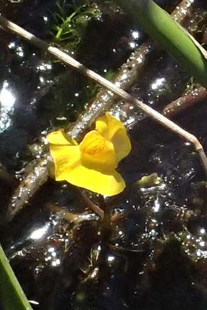Utricularia stygia \ Dunkelgelber Wasserschlauch / Northern Bladderwort, Arctic Bladderwort, D Oberpfalz, Roding 14.8.2014