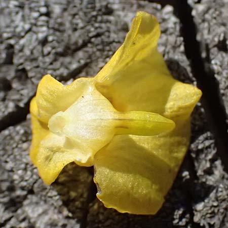 Utricularia stygia \ Dunkelgelber Wasserschlauch / Northern Bladderwort, Arctic Bladderwort, D Oberpfalz, Roding 14.8.2014