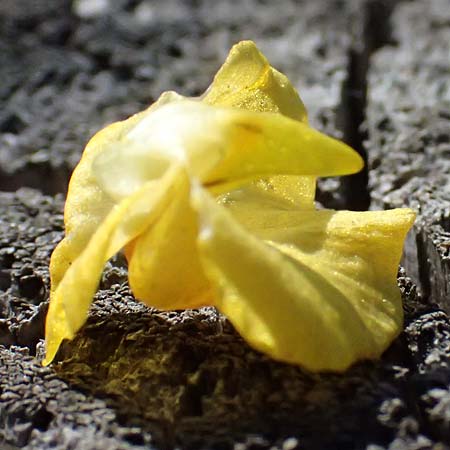 Utricularia stygia \ Dunkelgelber Wasserschlauch / Northern Bladderwort, Arctic Bladderwort, D Oberpfalz, Roding 14.8.2014